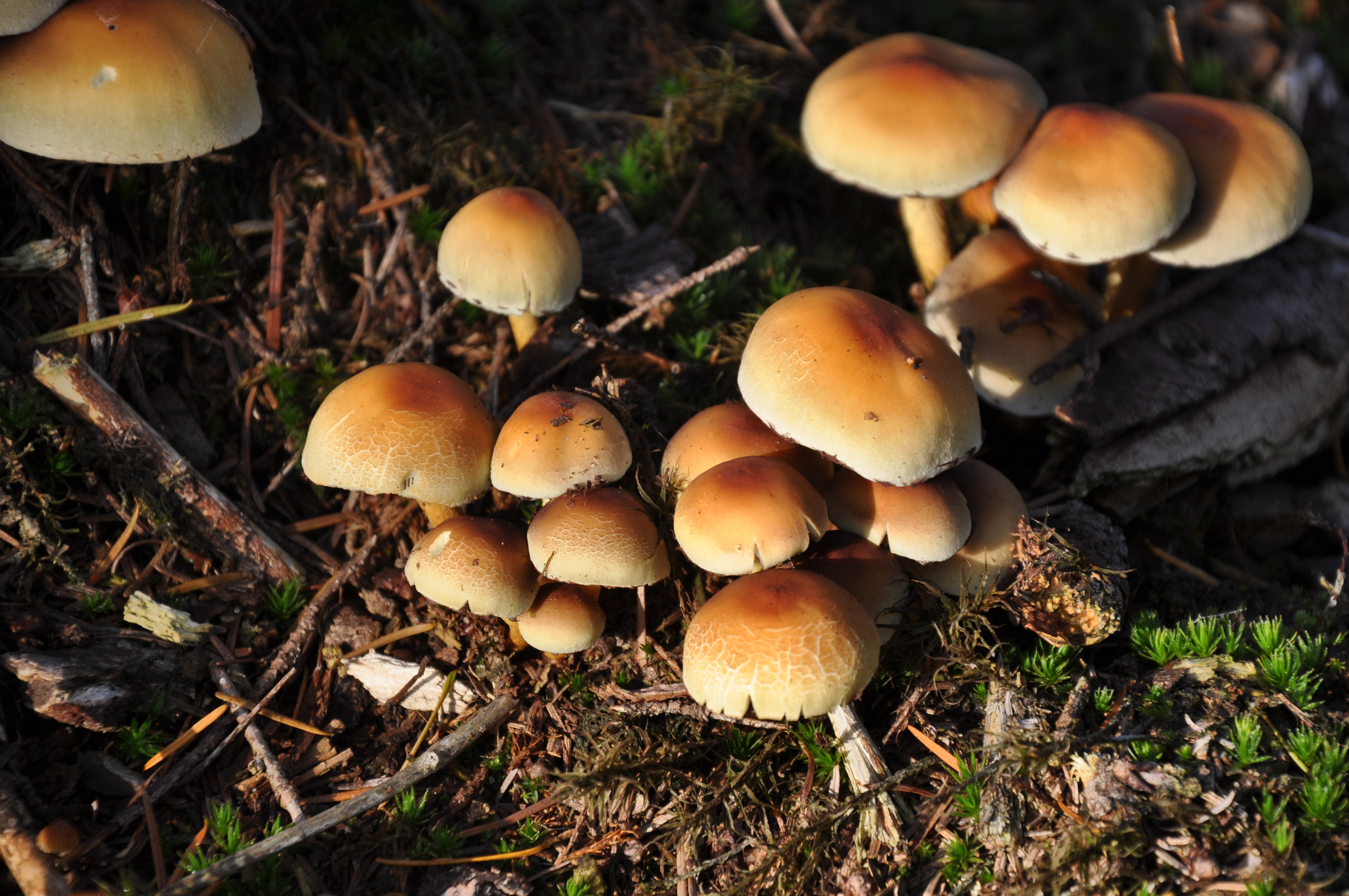 How to Grow Paddy Straw Mushrooms - Volvariella volvacea - Mushroom Mountain